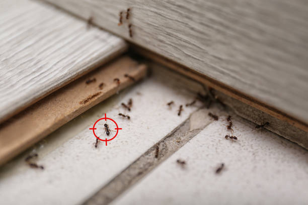 Reliable Palm City, FL Pest Control Solutions