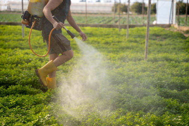 Professional Pest Control in Palm City, FL
