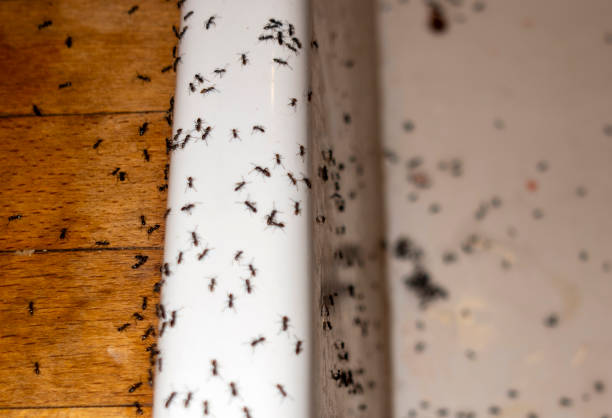 Best Best Pest Control Companies  in Palm City, FL